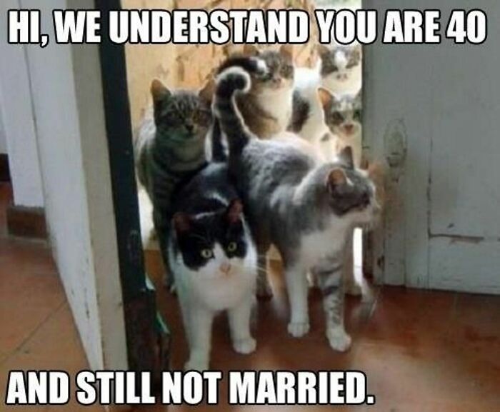 Group of cats at door in humorous meme about being 40 and unmarried
