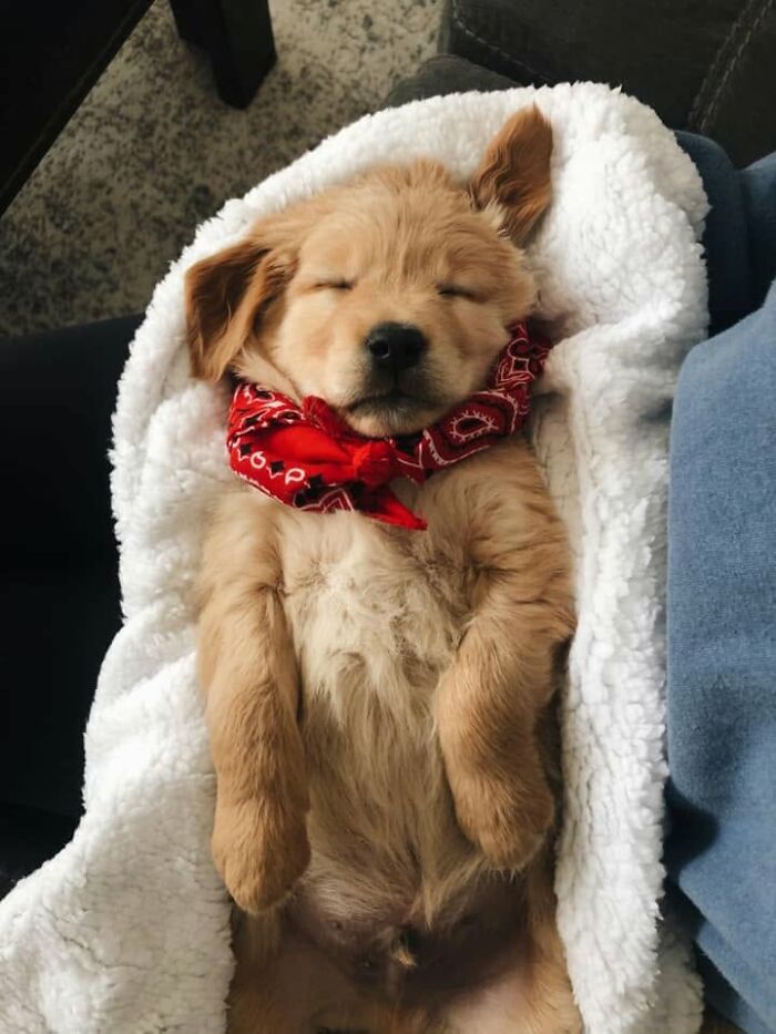 A cute Golden Retriever sleeping puppy wearing a red bandana while resting on a white blanket.