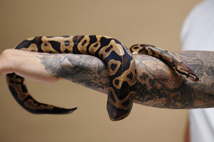 Healthcare workers holding a ball python on a tattooed arm