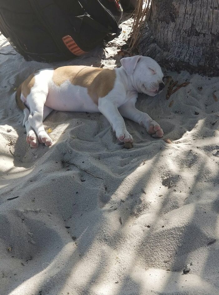 A peaceful white and brown sleeping puppy resting on the warm sand under a palm tree shadow.