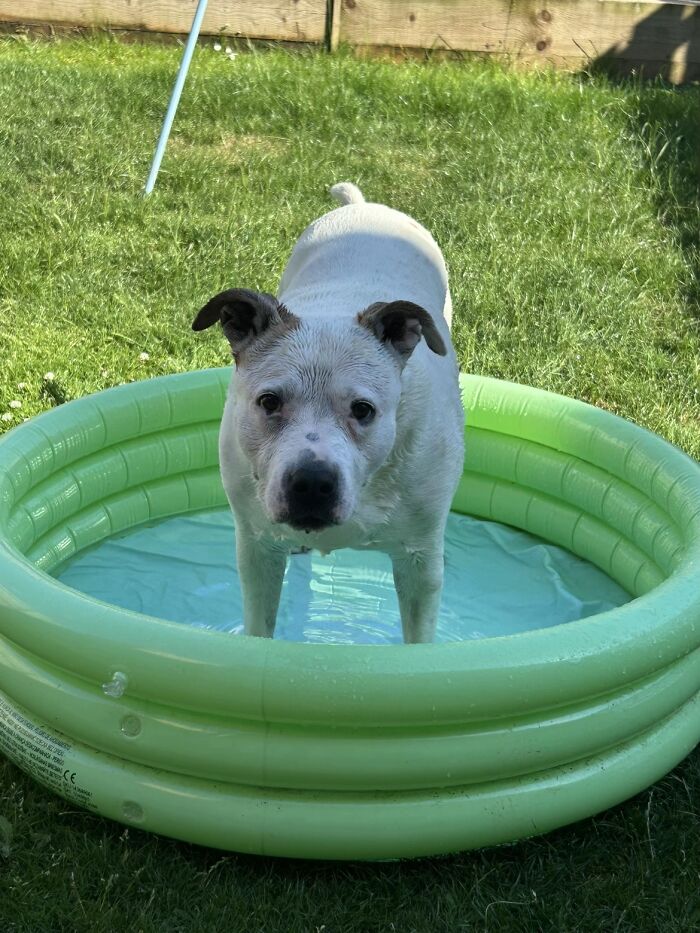 White dog standing in a green pool sharing life stories with pets