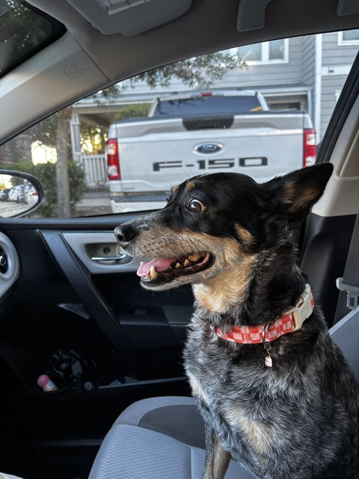 A happy speckled black and tan dog sitting on a car seat, illustrating life stories with pets