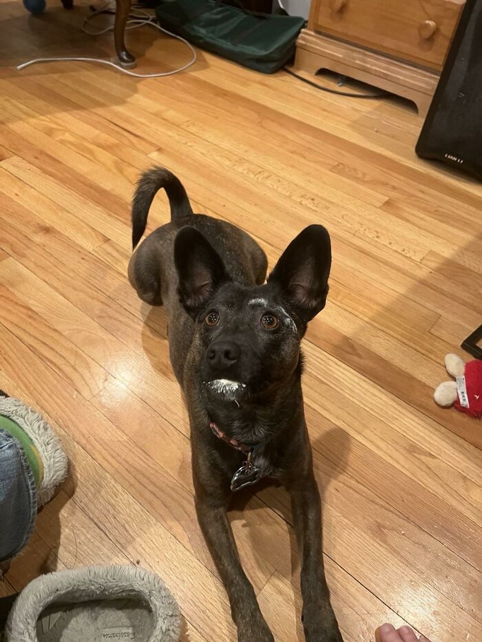 Brindle dog with white cream on face lying on wooden floor indoors