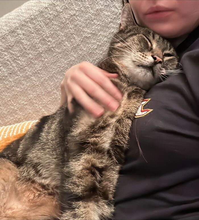 A happy tabby cat cuddled up in its owner’s arms sharing life stories together