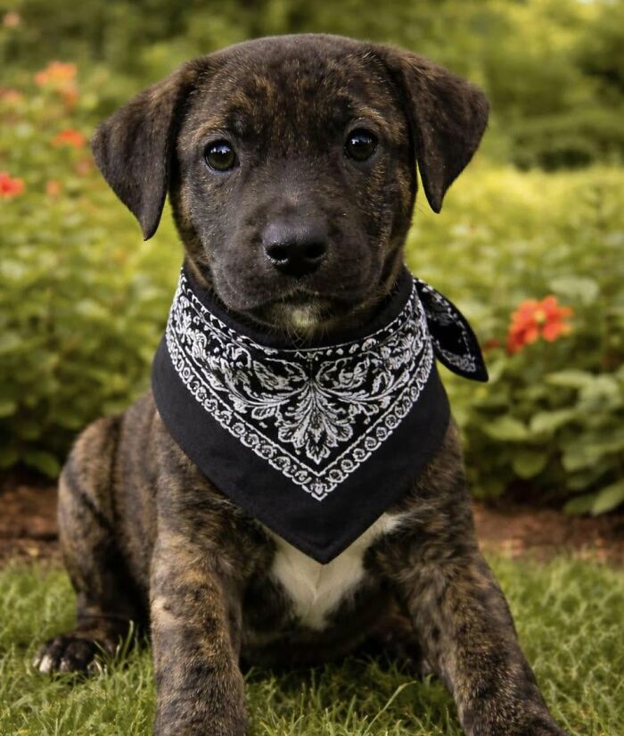 A brindle abandoned puppy wearing a patterned bandana, sitting in the grass with All Sato Rescue.