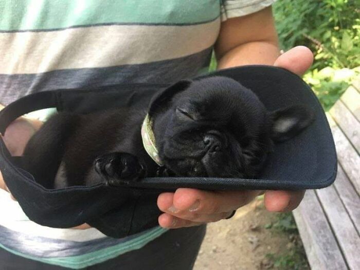 A small sleeping puppy resting comfortably inside a baseball cap.