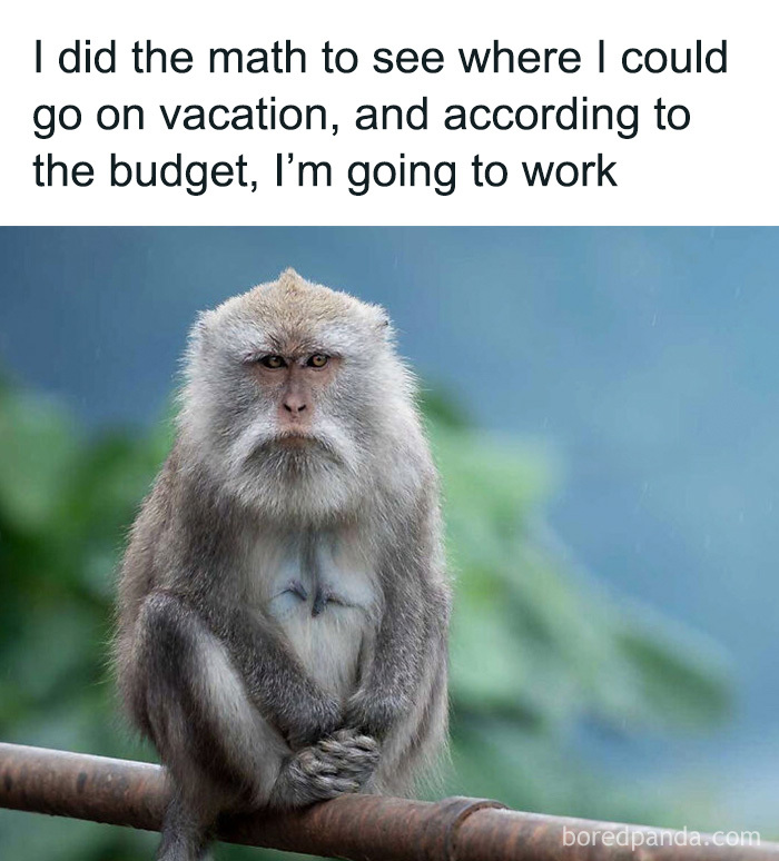 Relatable animal memes feature a unamused monkey looking serious about going to work.