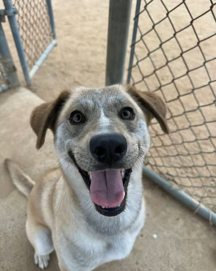 A cheerful rescue dog smiling next to a chain link fence outdoors.