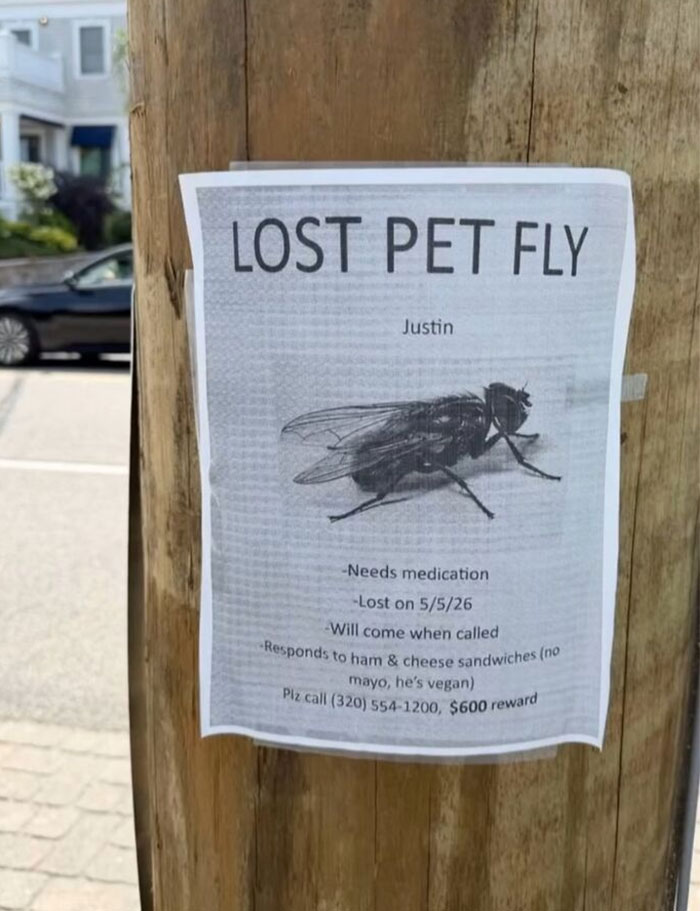 A funny lost pet fly flyer posted on a wooden pole, representing hilarious memes from real life.