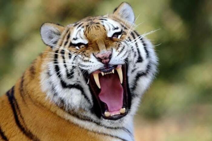 Close-up of a tiger yawning with mouth wide open showing sharp fangs.