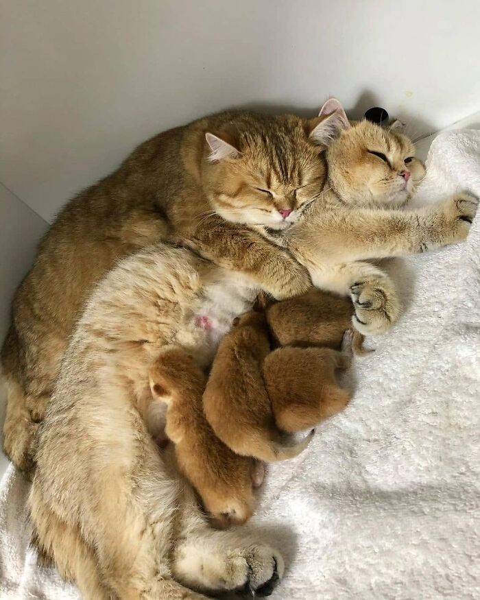 21 Heartwarming Photos Of Mama Cats And Their Kittens That Show A Mother’s Love Is Truly Special