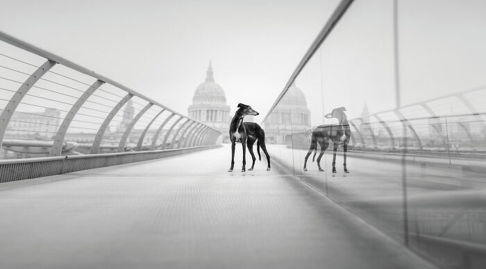 Dog Photography Awards black and white photo of a greyhound on a bridge with its reflection