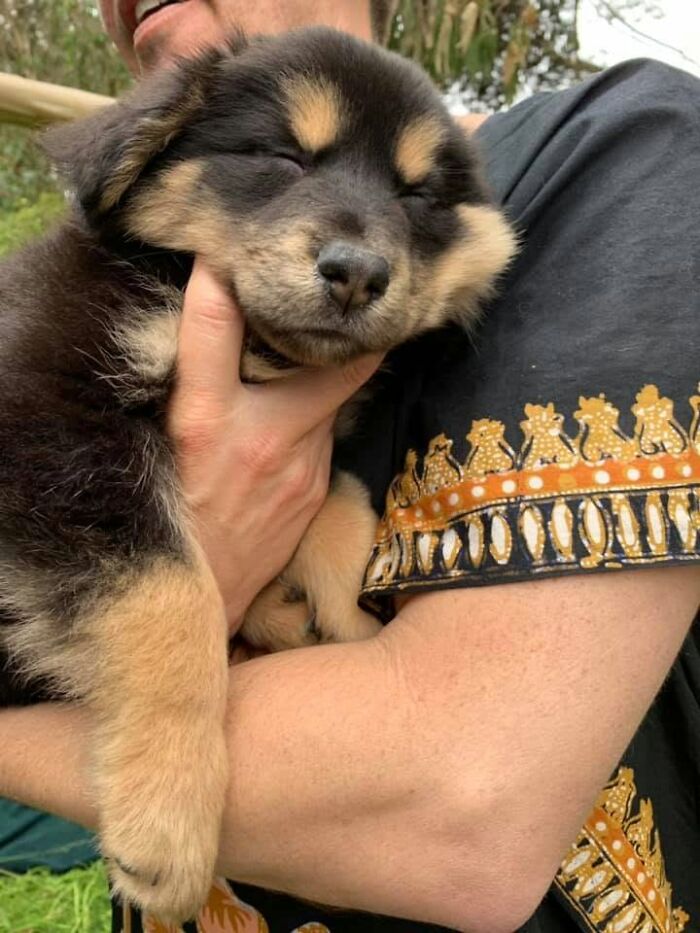 A fluffy black and tan sleeping puppy being gently held in a person's arms outdoors.