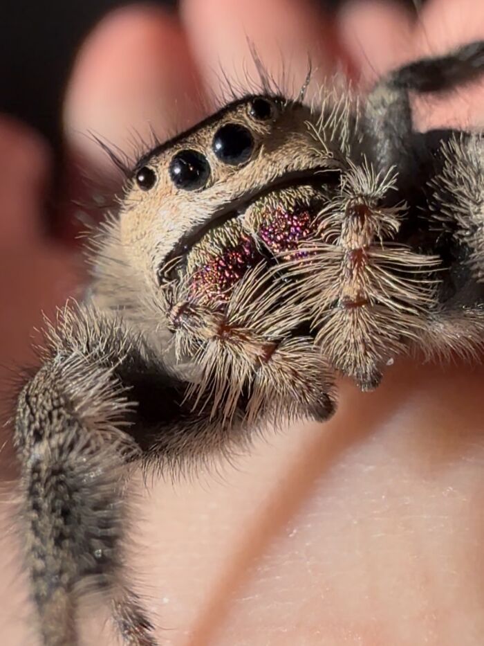 Close-up of a jumping spider with large eyes and pink-and-gold chelicerae on a hand