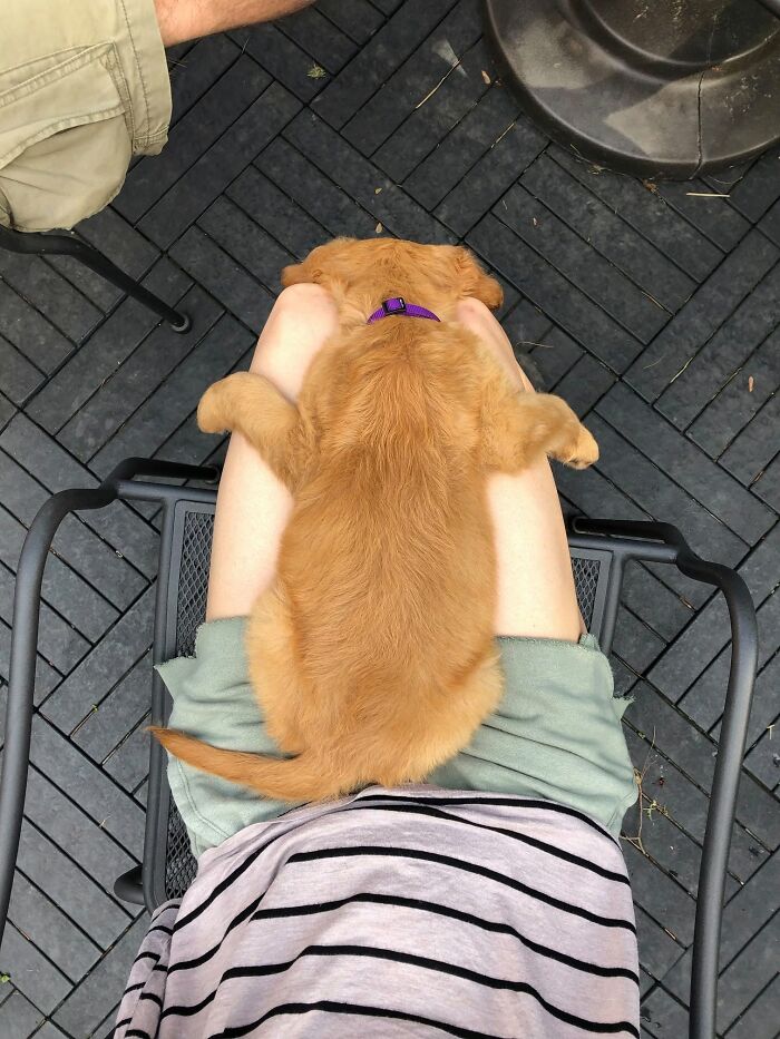 An adorable golden retriever puppy sleeping face down on an owner lap.