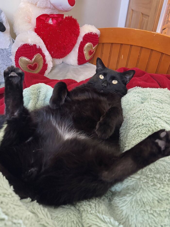 Funny black cat lying on its back on a plush blanket with paws raised.