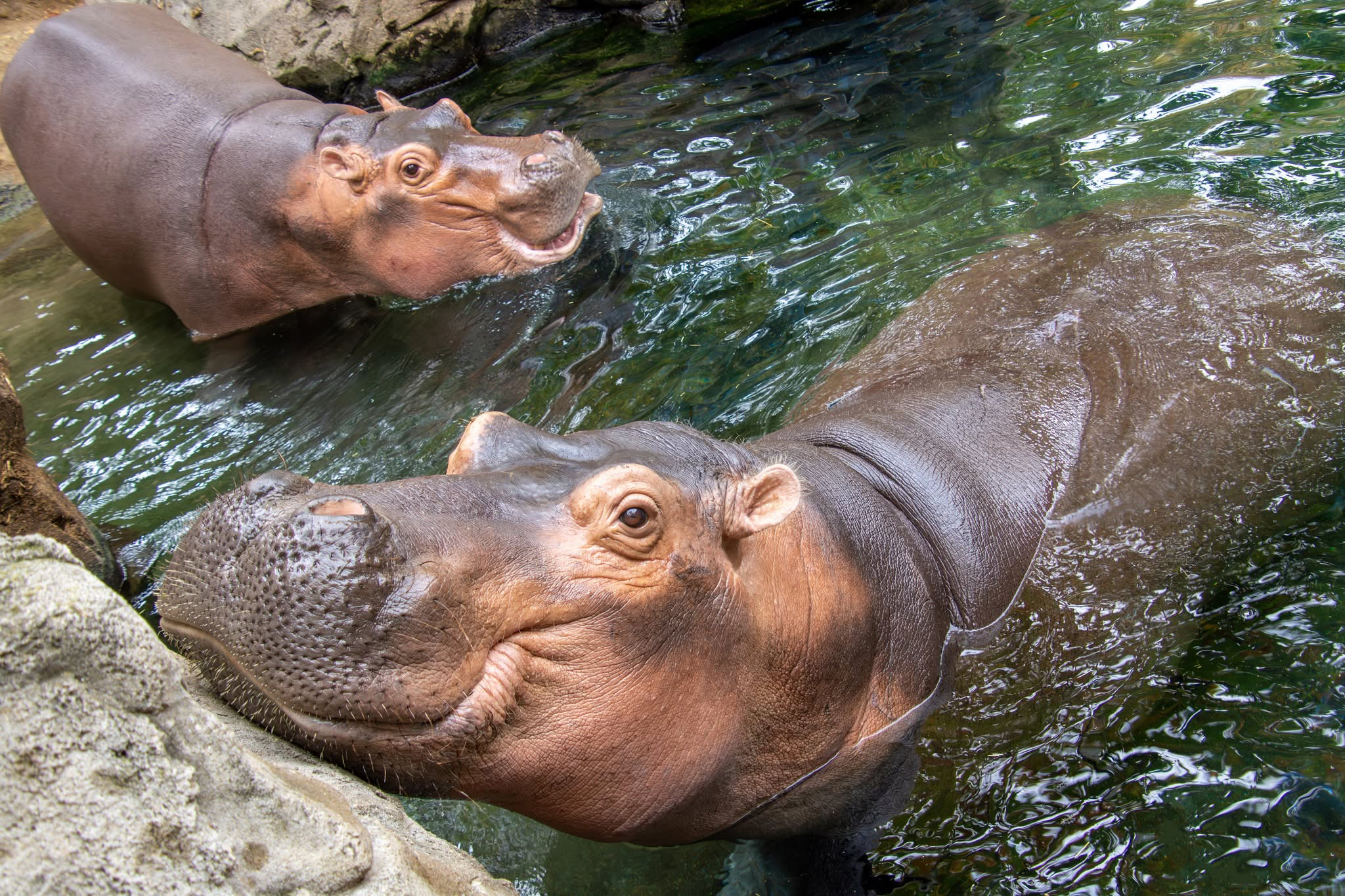 Fiona the Hippo and another hippo swimming together in clear water.