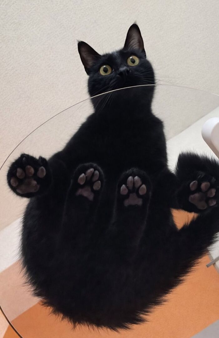 A funny black cat sitting on a glass table showing all four paw pads from underneath.