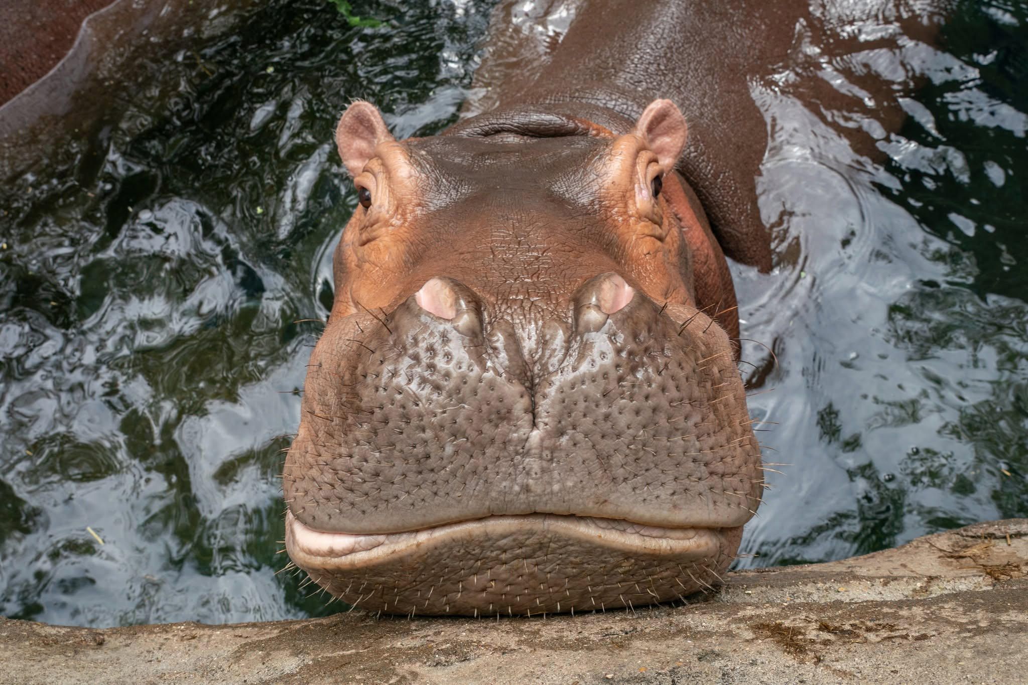 Close-up of Fiona the Hippo resting her snout on the edge of her pool.