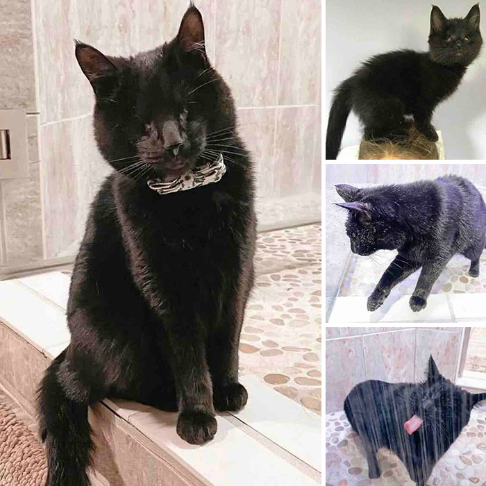 A blind black cat sitting indoors, featured in inspiring stories of rescued felines.