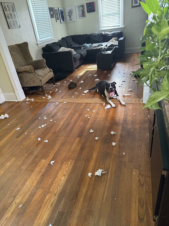 Dog lying on hardwood floor surrounded by torn stuffing and mess