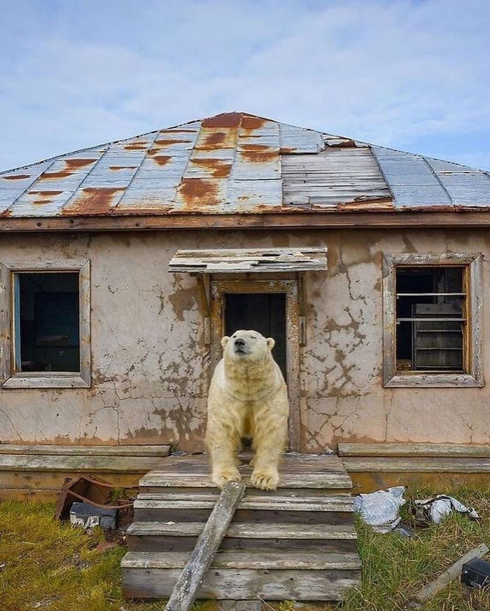 A polar bear standing on the wooden porch of an abandoned house, creating an entertaining pic of nature