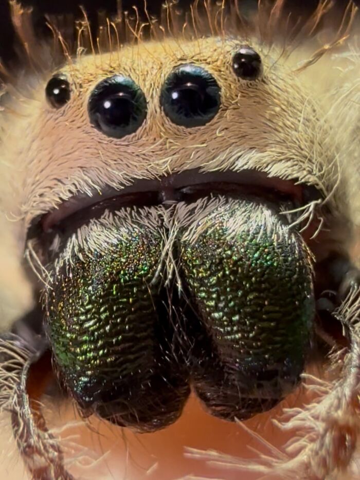 Macro shot of a fuzzy, adorable jumping spider showing its sparkling green chelicerae and big black eyes