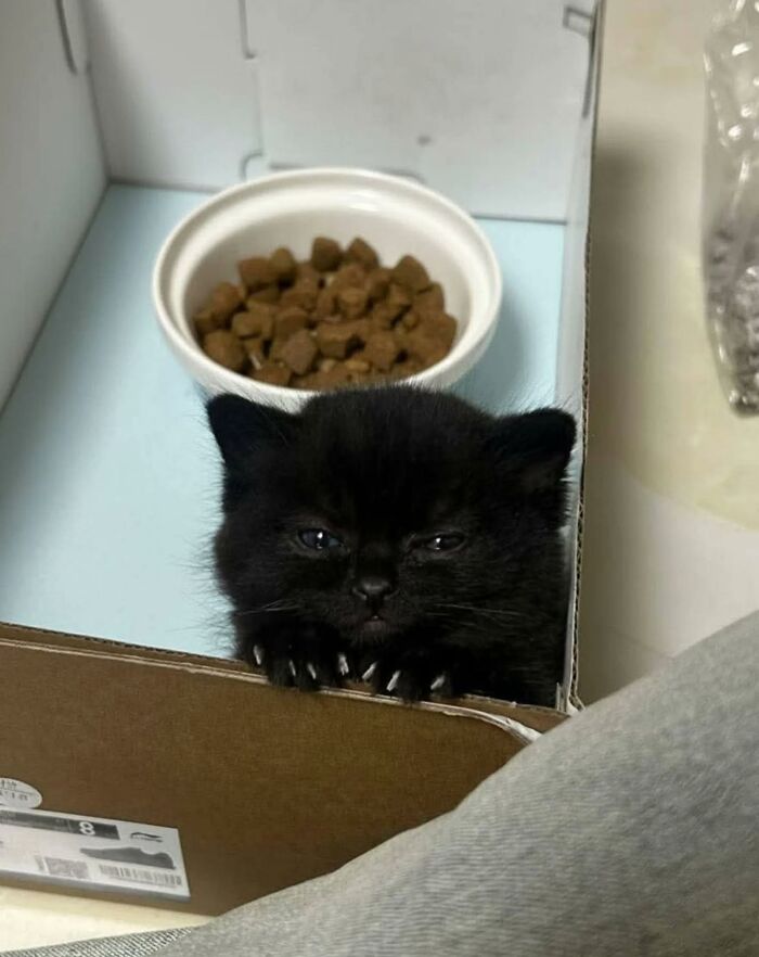A tiny adorable black cat resting inside a cardboard box next to its food bowl.
