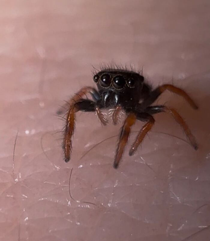 Close-up of a tiny, adorable jumping spider with large dark eyes resting on a hand