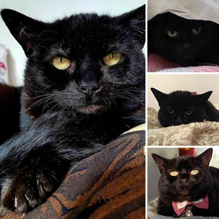 Collage featuring a sleek black cat in various poses after moving past difficult beginnings.