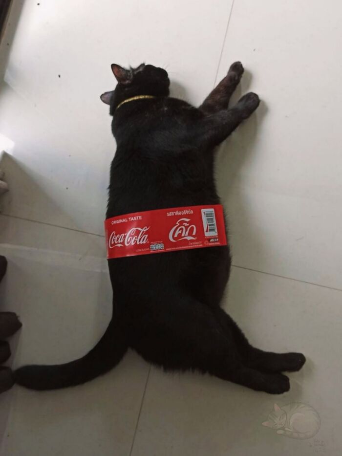 A funny black cat lying on the floor wrapped with a Coca-Cola bottle label.