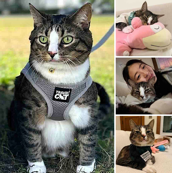 Collage of a tabby cat wearing a harness and spending time with its owner, showing cats who found love.