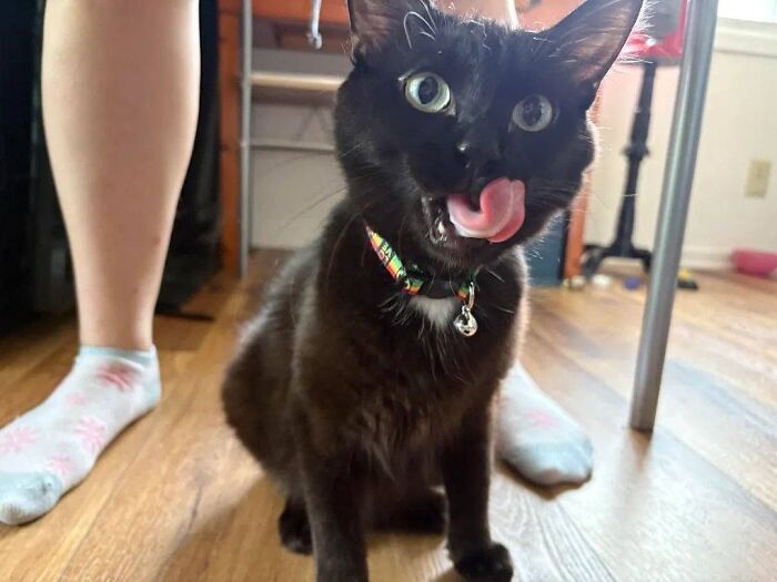 Funny black cat licking its nose while sitting on the floor