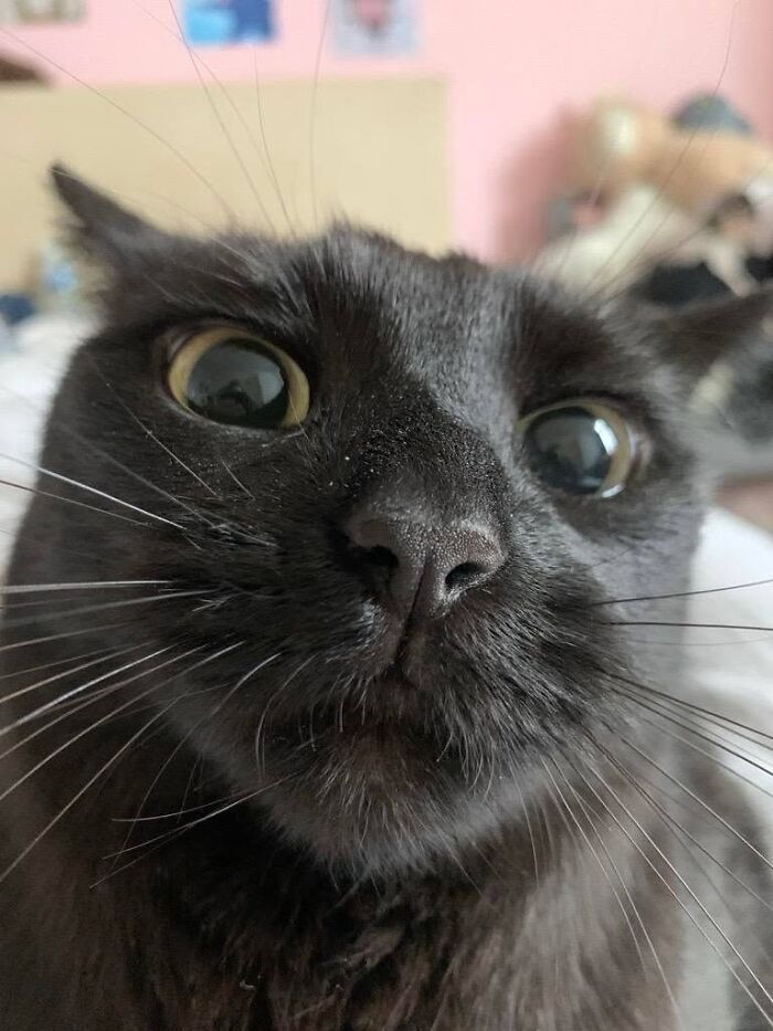 A close-up of a funny black cat looking directly into the camera with wide eyes.