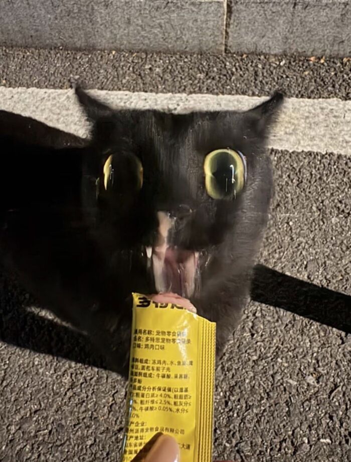 A funny black cat with wide round eyes eagerly eating a treat from a tube.