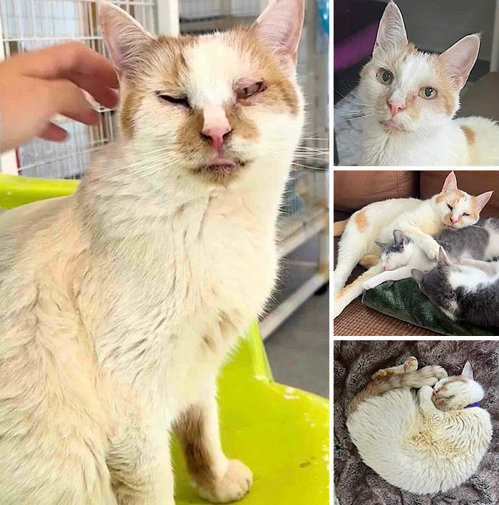 Collage of a white and orange cat being petted and sleeping peacefully in inspiring stories of cats who found love.