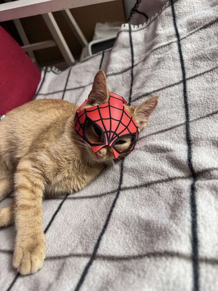 An orange tabby cat lying down wearing a red 3D printed Spider-Man mask.