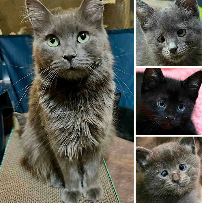 Collage of fluffy grey and black rescued cats, highlighting inspiring stories of cats who found love.