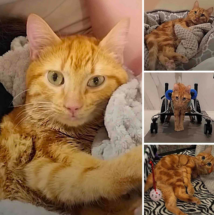 Collage of an orange tabbed cat including one in a wheelchair, showing inspiring stories of cats who found love.