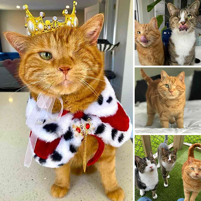 One-eyed ginger cat wearing a royal crown and cape, featured in inspiring stories of cats.