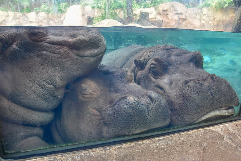 Fiona the Hippo resting underwater alongside two other hippos in their enclosure.