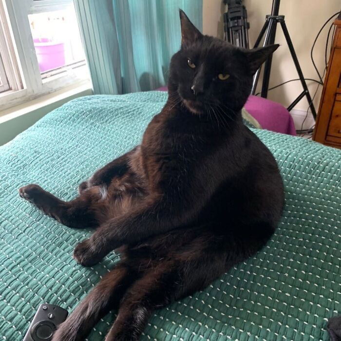 A funny black cat sitting in a hilarious human-like pose on a green bed blanket.