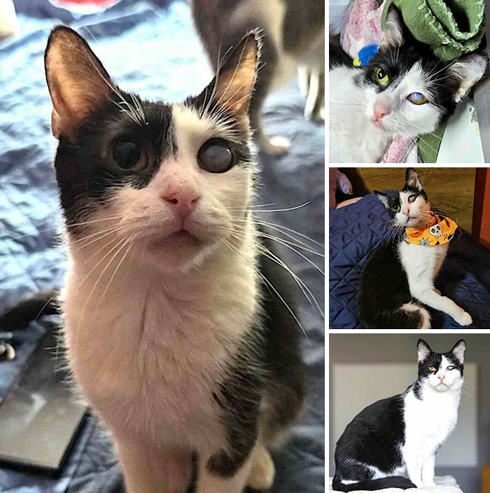 Collage showing a black and white cat with special needs, part of inspiring stories of cats.