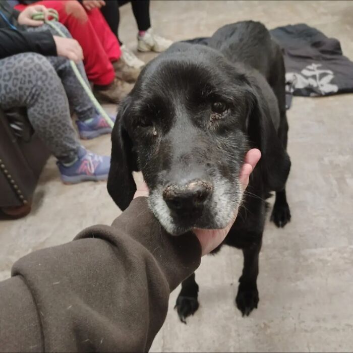 An older black dog being gently held by the chin, capturing heartwarming life stories with pets