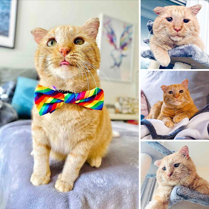 Collage of a sweet orange cat wearing a rainbow bowtie, highlighting inspiring stories of cats.