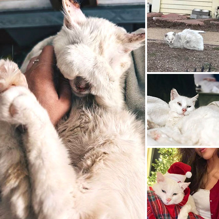 Collage showing the recovery journey of a white rescue cat, featuring inspiring stories of cats finding love.