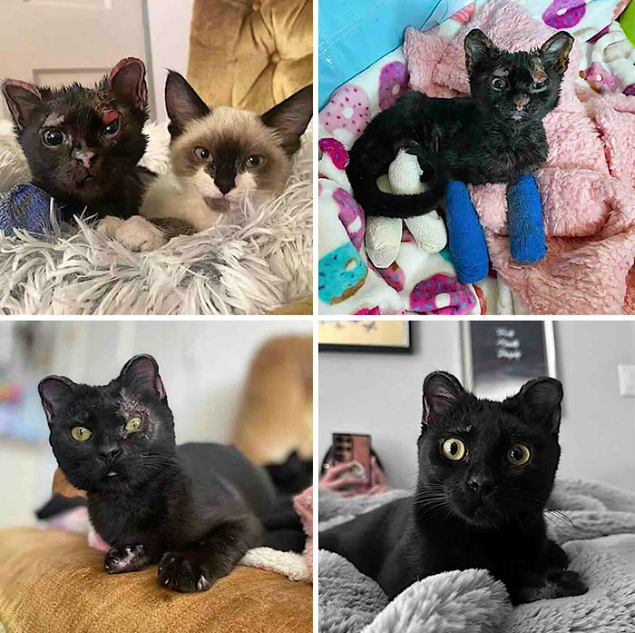Four images tracking the rescue and recovery of a black kitten with injured paws, among inspiring stories of cats.