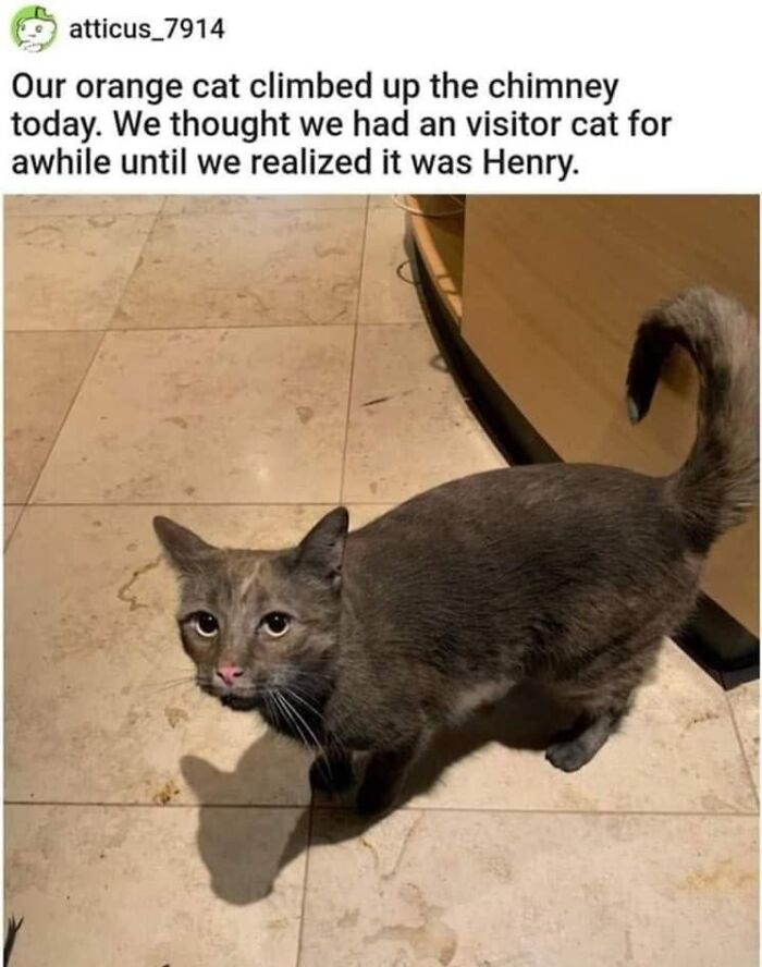 61 Hilarious Cat Posts From The ‘Cat’ Facebook Page That Feline Fans May Find Painfully Relatable