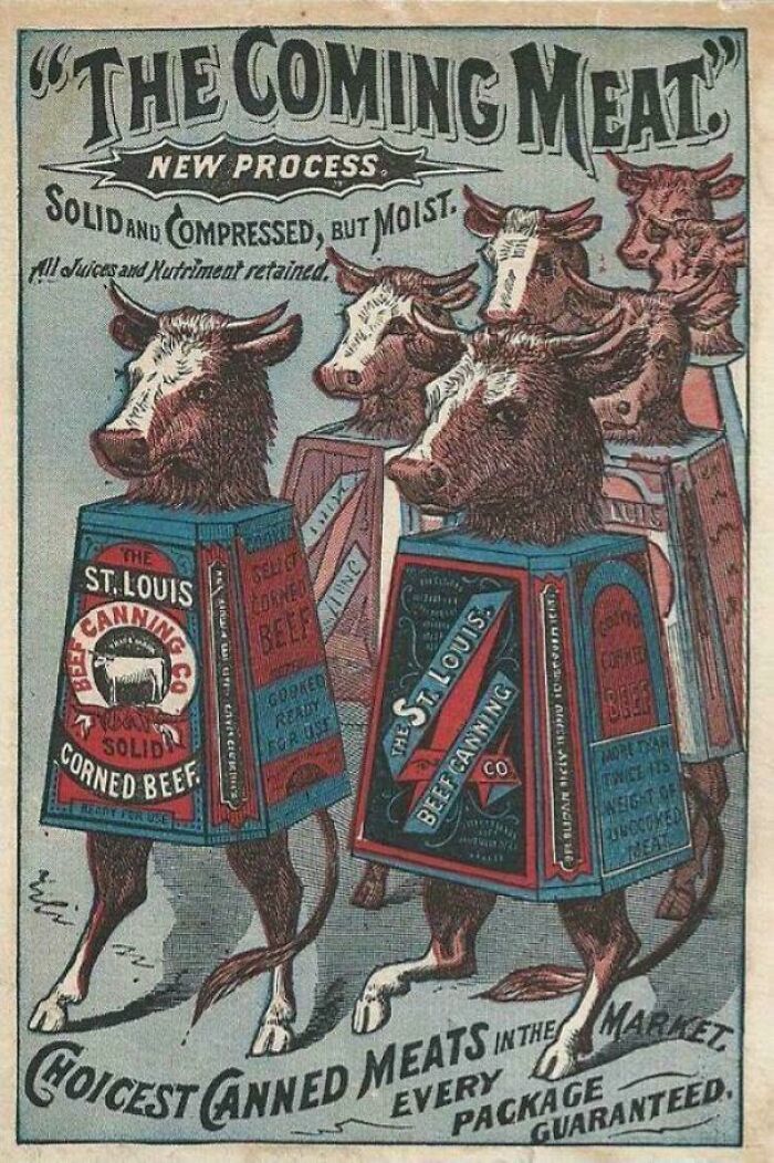 A surreal vintage product advertisement showing cows inside St. Louis corned beef cans.