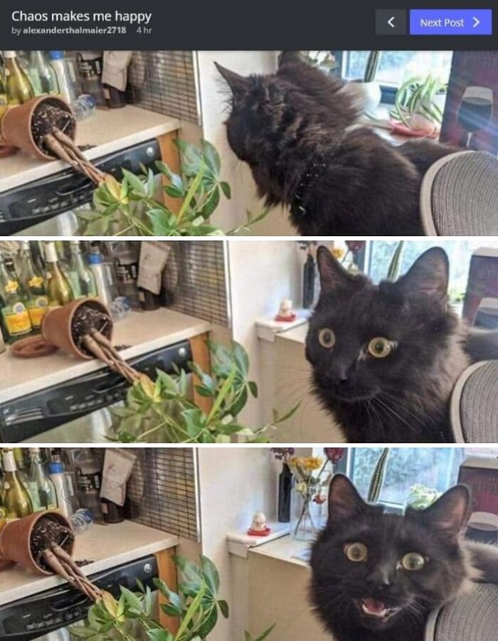 61 Hilarious Cat Posts From The ‘Cat’ Facebook Page That Feline Fans May Find Painfully Relatable